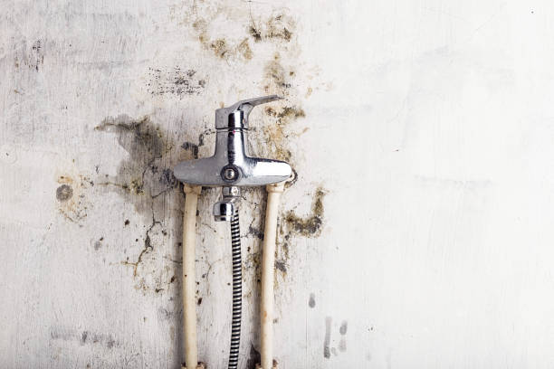 Best Mold Testing  in Chatham, VA