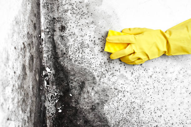 Best Mold Cleaning Services  in Chatham, VA