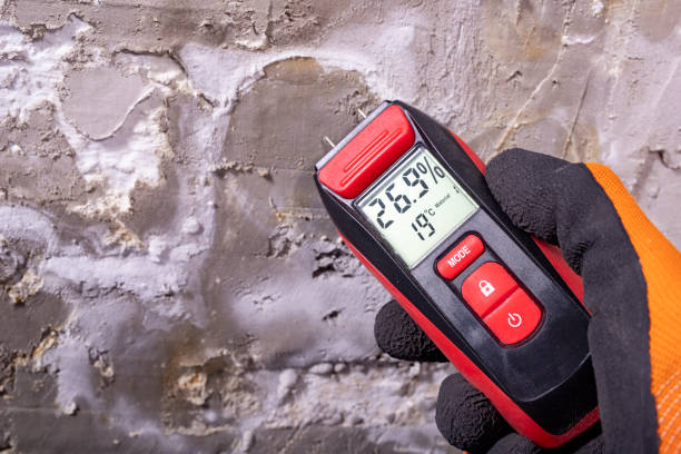 Best Black Mold Removal  in Chatham, VA