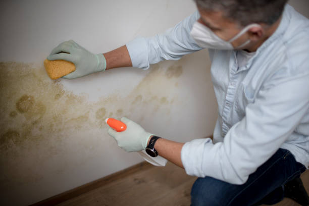 Best Mold Remediation  in Chatham, VA