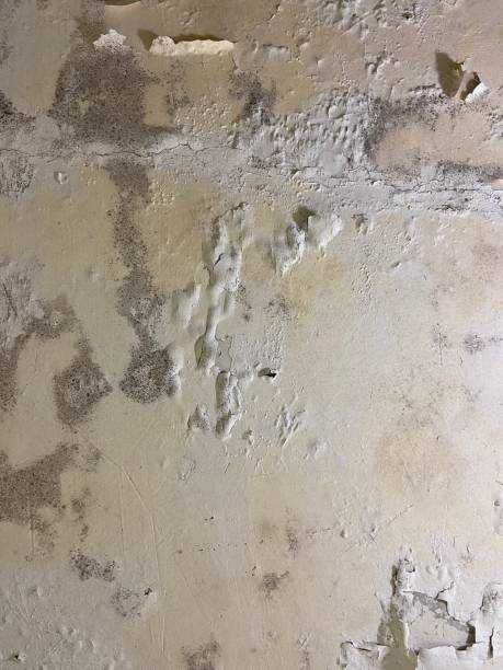 Best Black Mold Removal  in Chatham, VA