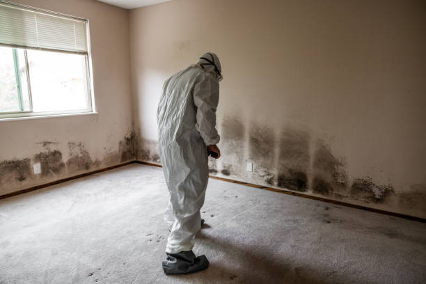 Best Toxic Mold Removal  in Chatham, VA