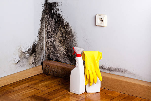 Mold Testing and Removal in Chatham, VA