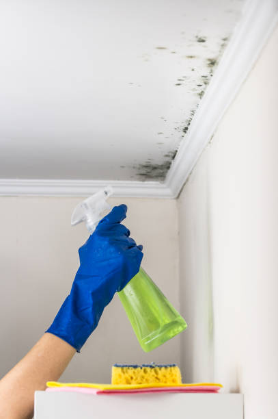 Best Toxic Mold Removal  in Chatham, VA