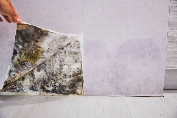 Professional Mold Removal in Chatham, VA